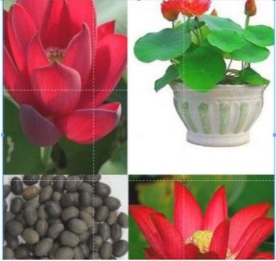 5 เมล็ดบัว ดอกสีแดง เข้ม ดอกใหญ่ ของแท้ 100% เมล็ดพันธุ์บัวดอกบัว ปลูกบัว เม็ดบัว สวนบัว บัวอ่าง Lotus seed