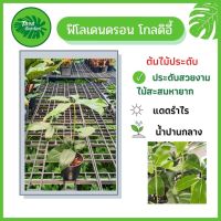 จัดโปร ฟิโลเดนดรอนโกลดิอี้ Philodendron Goldii Fun Bun ต้นไม้สะสมหายาก กระถาง 4 นิ้ว ลดราคา ต้นไม้ ต้นไม้มงคล ต้นไม้ฟอกอากาศ พรรณไม้