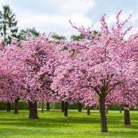 15 เมล็ดพันธุ์ เมล็ด เมล็ดพันธุ์ ซากุระ Weeping Cherry Tree Seeds อัตราการงอก 80-85%