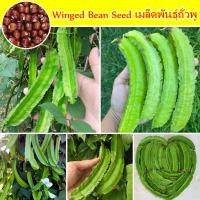 【อัตรางอกสูง】Winged Bean Seed เมล็ดพันธุ์ถั่วพู (25-30PCS/BAG) เมล็ดพันธุ์ เมล็ดถั่วพูสีม่วง Organic Vegetable Plant Seed เมล็ดพันธุ์ผัก Green Vegetable เมล็ดผักต่างๆ เมล็ดบอนสี พันธุ์ผัก ผักสวนครัว บอนสี ต้นไม้มงคล เมล็ดดอกไม้ Flowers Others พร้อมส่ง