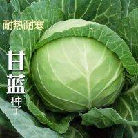 Cabbage No. 1 bag heart roll beef cabbage spring and autumn sow farm garden vegetable Daquan