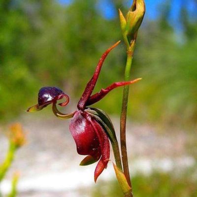 20 เมล็ดพันธุ์ Bonsai เมล็ดกล้วยไม้ กล้วยไม้ Orchid flower Seed อัตราการงอกของเมล็ด 80-85%