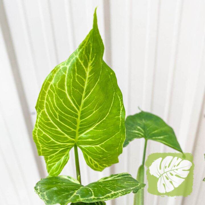 Syngonium Batik Indoor Plant Iob Lazada