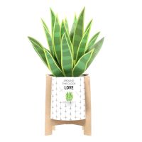 3D Mother Day Potted Plant Greeting Card Party Message Cards Supplies