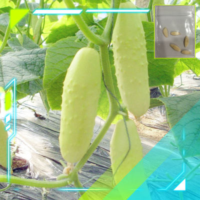 [5แถม1] เมล็ดพันธุ์แตงกวาขาว เมล็ดแตงกวาสีขาว White Cucumber Seeds