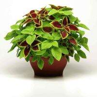 50 เมล็ด เมล็ดพันธุ์ ฤาษีผสม Coleus Seed  อัตราการงอก 80-90% มีคู่มือปลูก