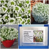 เมล็ดพันธุ์ ดอก อลิสซั่ม ไวท์สวีท White Sweet Alyssum Seed 1000 เมล็ด คุณภาพดี ราคาถูก ของแท้