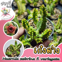 เก่งด่าง Huernia zebrina f. variegata เก๋งจีนด่าง กระบองเพชร ไม้อวบน้ำ succulent แคคตัส cactus