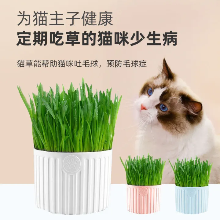 Kl Stock Pets Cat Grass Cat Treats Coco Soil Easy Planting Hair Removal Balls Digestion Aid Cat Grass 宠物猫草猫咪零食椰糠土易种植去毛球助消化猫草