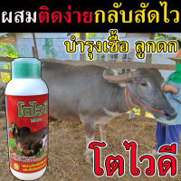 (เห็นผล100%) ยาควายไคโตชาน ยาควายเร่งผสมพัน 1 ลิตร วิตามินบำรุงระบบสืบพันธุ์วัว อาหารบํารุงวัวท้อง ยาบำรุงวัวควาย อาหารเสริมบํารุงวัว ยาบํารุงวัว ยาบำรุงวัวให้อ้วน ยาบํารุงวัวผอม ยาบำรุงวัวให้อ้วน ยาบำรุงระบบสืบพันธุ์วัว โตไวดี