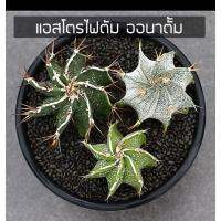 ( Pro+++ ) คุ้มค่า [ถูกที่สุด]แอสโตรไฟตั้ม ออนาตั้ม Astrophytum Ornatum , cactus ,succulent เพชร ไม้อวบน้ำ ราคาดี พรรณ ไม้ น้ำ พรรณ ไม้ ทุก ชนิด พรรณ ไม้ น้ำ สวยงาม พรรณ ไม้ มงคล