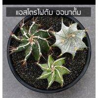 ( Pro+++ ) สุดคุ้ม [ถูกที่สุด]แอสโตรไฟตั้ม ออนาตั้ม Astrophytum Ornatum , cactus ,succulent เพชร ไม้อวบน้ำ ราคาคุ้มค่า พรรณ ไม้ น้ำ พรรณ ไม้ ทุก ชนิด พรรณ ไม้ น้ำ สวยงาม พรรณ ไม้ มงคล