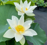 5 เมล็ดพันธุ์ บัว สายพันธุ์ PRINCESS KENNEDY OF TEN MILE CREEK LOTUS สีขาว เพาะปลูกและเก็บเมล็ดในไทย ขยายพันธุ์ในไทยได้ สายพันธุ์นิยมปลูกที่สุดในโลก