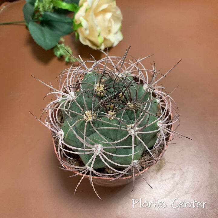 plants-center-พร้อมส่ง-กระบองเพชร-แคคตัส-cactus-gymnocalycium-saglionis-9-10cm-ไม้เมล็ดseeding