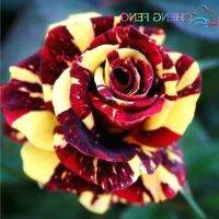 30 เมล็ด เมล็ดพันธุ์ กุหลาบ สตาร์แอนด์สไตร้พส์ Tiger Striped Rose Seed สี แดง-เหลือง ดอกใหญ่ นำเข้าจากต่างประเทศ Garden Seeds