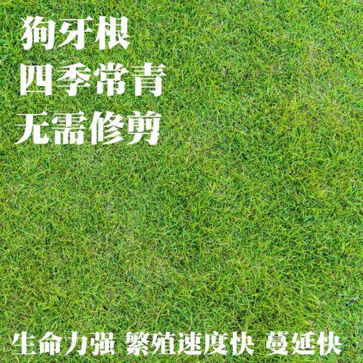 Cynodon Dactylon Grass Seeds Dwarf Bermuda Seeds Low and TrampleResistant Lawn for Golf Course