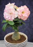 12 เมล็ด เมล็ดพันธุ์ Garden Plant ชวนชม สายพันธุ์ไต้หวัน ดอกสีชมพู Adenium Seed กุหลาบทะเลทราย Desert Rose ราชินีบอนไซ อัตราการงอก 80-90% มีคู่มือปลูก