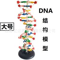The DNA double helix model J3212 pedestal 60 cm cm large genetic biology teaching instrument