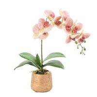 30 เมล็ดพันธุ์ เมล็ดกล้วยไม้ ฟาแลนนอปซิส (Phalaenopsis Orchids) Orchid flower Seed อัตราการงอก 80-85%