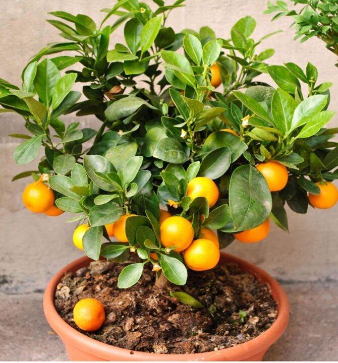 Dwarf Clementine Mandarin Seeds Indoor House Plant Outdoor Plants Tree RARE Lazada PH
