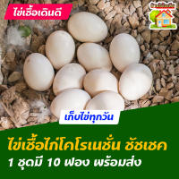 ไข่เชื้อไก่โคโรเนชั่น ชัชเชค สำหรับการฟัก 10 ฟอง