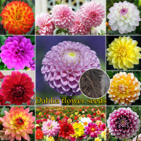 ?บานเพื่อคุณเท่านั้น?Ready Stock Multicolor Dahlia Flower Seeds（200pcs/bag ) อัตราการงอกสูง ไม้ประดับ กล้วยไม้ เมล็ดดอกไม้สวย บอนไซ บอนสีหายาก แต่งบ้านและสวน Plants พันธุ์ไม้หายาก Seeds