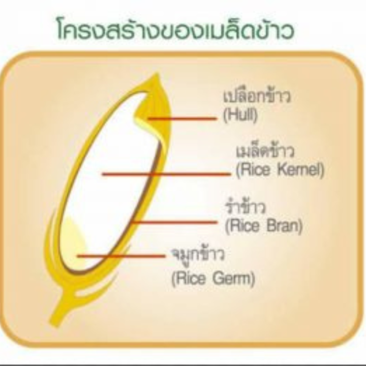 ส่งฟรี-โอรีซา-อี-กิฟฟารีน-น้ำมันรำข้าว-น้ำมันจมูกข้าวแคปซูล-oryza-e-giffarine-ผสมน้ำมันจมูกข้าวสาลี-และวิตามินอี-กิฟฟารีน