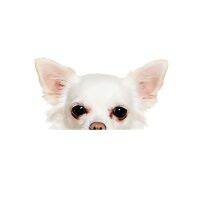 ☒№ White Chihuahua Peeping Sticker Dog Breed Vinyl Gay Pride Support Packaging Accessories Decorative Decal