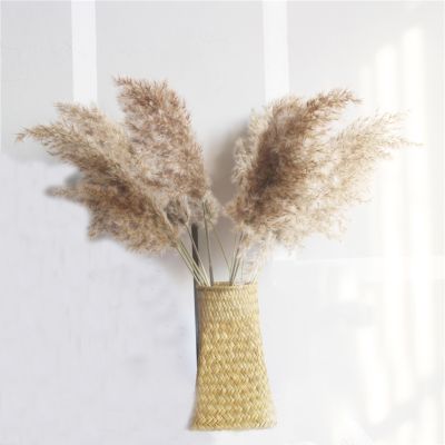 10pcs Free shipping real dried pampas grass decor wedding flower bunch natural plants decor