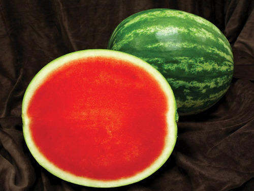 Seedless Watermelon Seeds Giant Variety with free seeds Melon or any ...