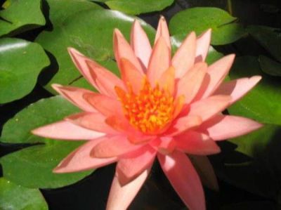 5 เมล็ด เมล็ดบัว ดอกสีส้ม ดอกเล็ก พันธุ์แคระ จิ๋ว ของแท้ 100% เมล็ดพันธุ์บัวดอกบัว ปลูกบัว เม็ดบัว สวนบัว บัวอ่าง Lotus seeds.