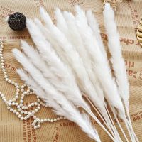 【cw】 15Pcs Reed Pampas Ears Tail Dried Flowers Bouquet Wedding Decoration