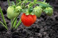 Plant Seeds เมล็ดพันธุ์ Strawberry สายพันธุ์ Guardian 50 เมล็ด Plant Seeds เมล็ดพันธุ์นำเข้าจาก ยุโรป