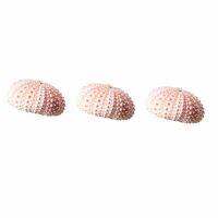 12PCS Small Ornaments of Sea Shells And Sea Urchin Shells (Excluding Plants)