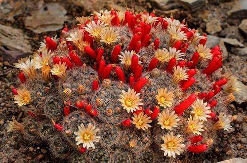 plants-center-พร้อมส่ง-songxia-กระบองเพชรไม้ลำ-แคคตัส-cactus-mammillaria-prohjera-seeding-ไม้ชำหน่อ-7-9cm