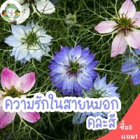 เมล็ดพันธุ์ ความรักในสายหมอกคละสี Love in a Mist (Nigella damascena) (เมล็ด+ดอกไม้กินได้) เมล็ดพันธุ์นำเข้าแท้ 100%