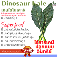 ไดโนเคล ผักเคลเพื่อสุขภาพ ผัก เคลไดโนเสาร์ เคล Kale ออแกร์นิก ราชินีผักใบเขียว พร้อมส่ง Kale ทำน้ำผักผลไม้ ทานกับสลัด ตัดสด ตามออเดอร์