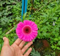 เยอบีร่า Gerbera Daisyสีม่วงไม้ประดับดูดสารพิษ เยอบีร่าส่งพร้อมติดดอก