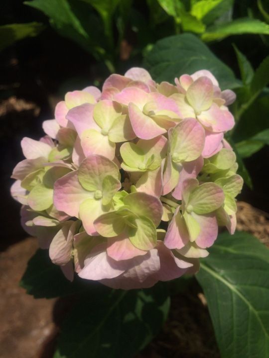 ดอกไฮเดรนเยีย-hydrengea-เลี้ยงง่าย-ออกดอกตลอดปี-ชอบแดดรำไร-เป็นดอกไม้สื่อคำขอบคุณ-สูง-30-45cm-ถุงดำขนาด4-5-9นิ้ว