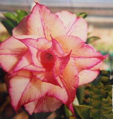 12 เมล็ด เมล็ดพันธุ์ Seeds Bonsai ชวนชม สายพันธุ์ไต้หวัน ดอกสีส้ม โอรส Adenium Seed กุหลาบทะเลทราย Desert Rose ราชินีบอนไซ อัตราการงอก 80-90% มีคู่มือปลูก
