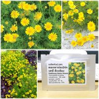 เมล็ดพันธุ์ ดอกดาห์ลเบิร์ก เดซี่ (Dahlberg Daisy Flower Seed) 300 เมล็ด คุณภาพดี ราคาถูก ของแท้