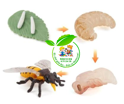 Mô hình vòng đời của bướm Butterfly Life Cycle Lazadavn #3 Mô hình vòng đời của bướm Butterfly Life Cycle Lazadavn