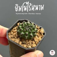 ยิมโนไร้หนาม Gymnocalycium Thornless inermis แคคตัส กระบองเพชร cactus&amp;succulent