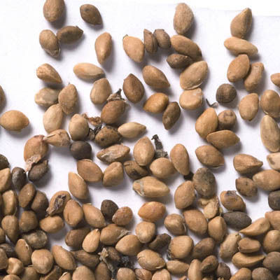 20-เมล็ดพันธุ์-garden-seeds-หม่อน-ลูกหม่อน-หรือ-มัลเบอร์รี่-เก้ซิวเอียะ-mulberry-seed-อัตราการงอก-80-85
