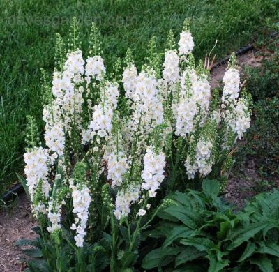 เมล็ดพันธุ์ มัลเลน Verbascum phoeniceum temptress 300 เมล็ด เมล็ดพันธุ์นำเข้าจาก ยุโรป