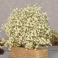 Dried Flowers Babys Breath Bouquet Ivory White Flowers Natural Gypsophila Branches for Home Decor Wed Floral Dry Bulk for Vase