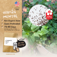 เมล็ดสมุนไพรนำเข้า มิ้นท์ Common Mint (OP) Herb มิ้นต์ ดอกไม้กินได้ หอมสดชื่น