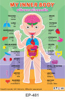 โปสเตอร์ อวัยวะภายในของฉัน #EP-481 โปสเตอร์พลาสติก PP สื่อการเรียนรู้ สื่อการเรียนการสอน