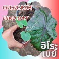 1 ต้น โคโลคาเซีย ฮิโระเบย์ Colocasia Hilo bay ปลูกได้ทั้งแบบบนดินและในน้ำ? จัดส่งแบบยกกระถาง สินค้าพร้อมส่ง