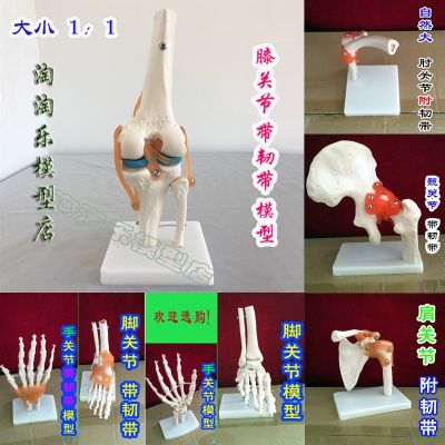 The new human knee-jerk hands shoulder hip joint bone model medical use functions with flexible dynamic ligament 1 to 1
